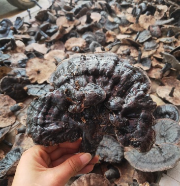 野生大黑灵芝 紫灵芝 8公分以上