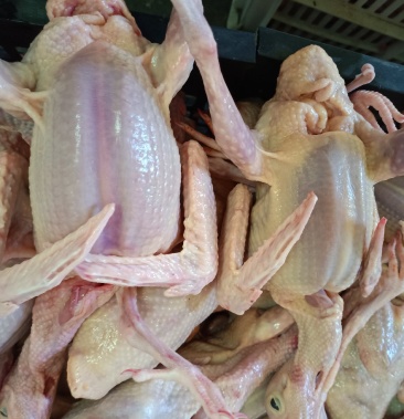 乳鸽白条全规格乳鸽活禽