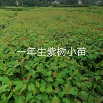 擦木地苗