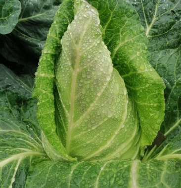 露天种植牛心甘蓝连花白牛心白鸡心菜