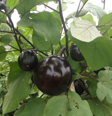 大红袍圆茄子茄肉甘甜有嚼劲无仔