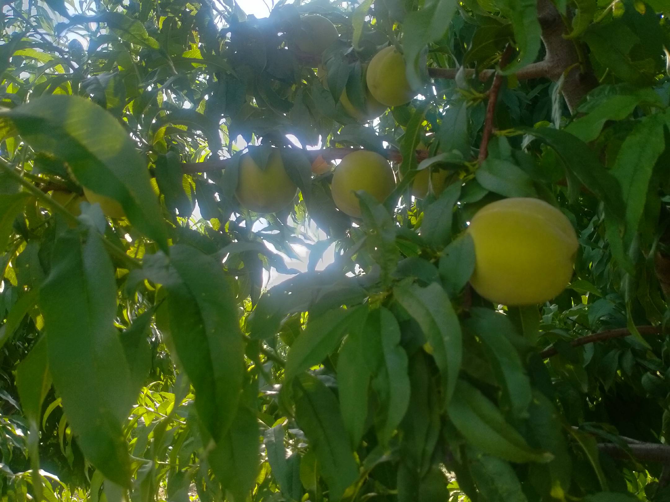阳光下的83黄桃种植园,果实挂满枝头,绿叶与金黄果子相映成趣 83黄桃种植园实景