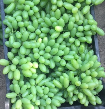 [青提批发]白鸡心价格2.50元/斤 - 一亩田