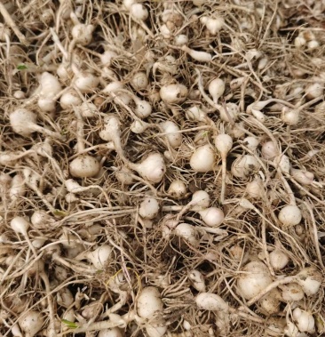 [小根蒜种子批发]小根蒜种子价格5.00元/斤 - 一亩田