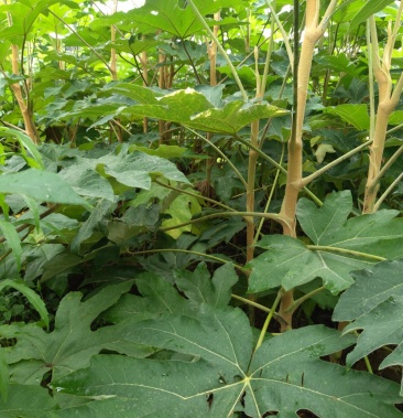 [通草批发]基地通草甩卖价格1.50元/棵 - 一亩田