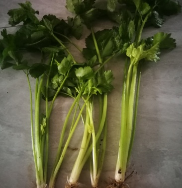 热销,芹菜,各种规格,50分到60分水洗小芹,5o分土芹