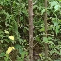 大量出售优质青梅苗一块钱一颗量大从优！欢迎订购咨询