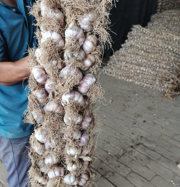 [大蒜批发]临清辫子蒜价格2.00元/斤 - 一亩田