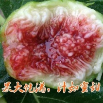 威海青皮无花果，自家果园，顺丰包邮，代办，代发