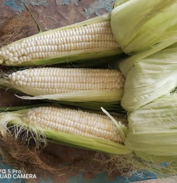 [糯玉米批发]万糯188价格0.90元/斤 - 一亩田