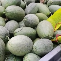 小蜜瓜有要的联系量大优惠