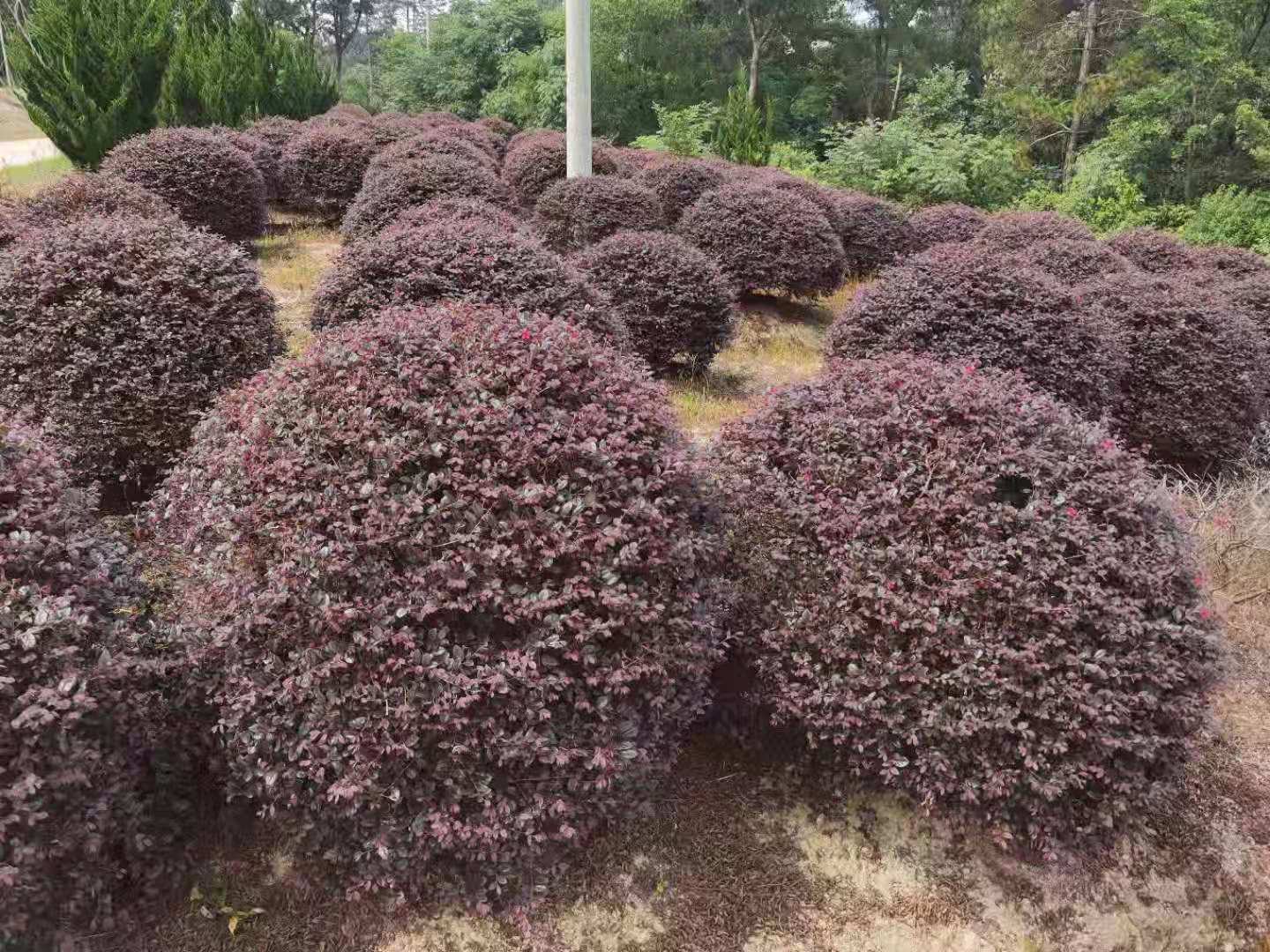 突围桃树形修剪示意图