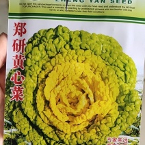 黄心菜种子优秀品种，外叶绿色内叶蛋黄色，口感好产量高，