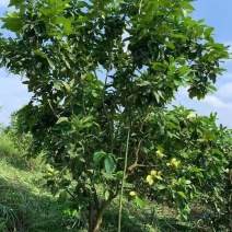大量低价供应柚子树