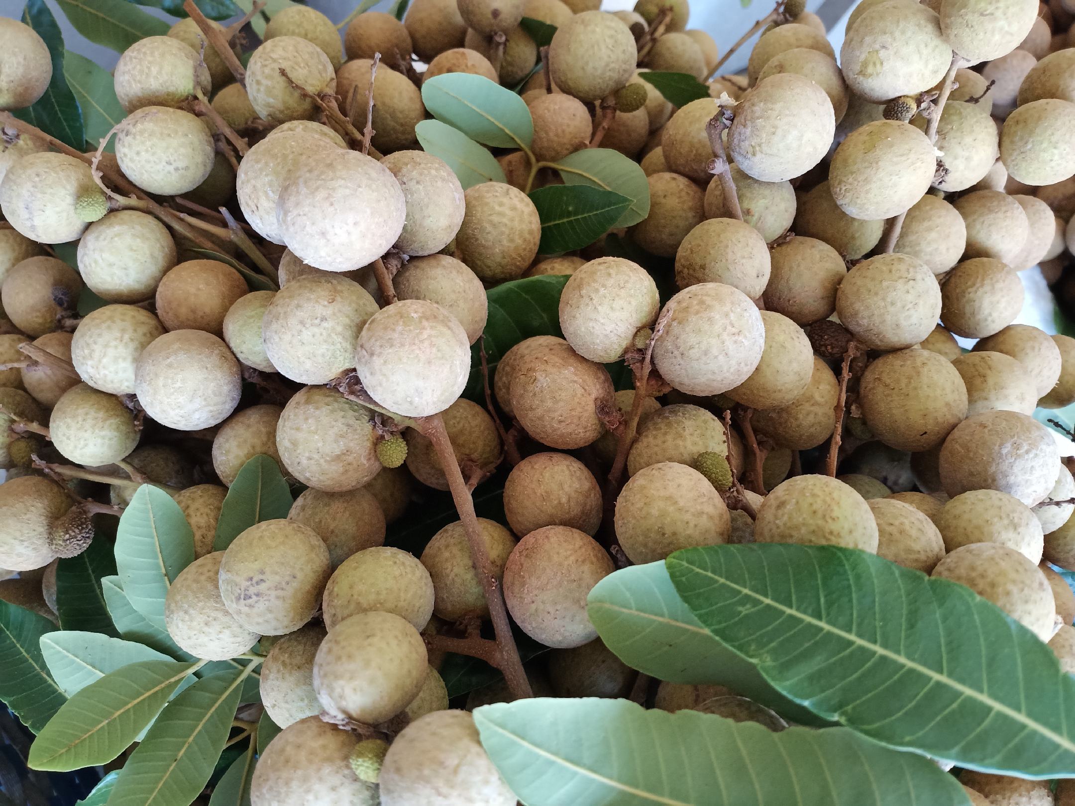 储良龙眼果串特写