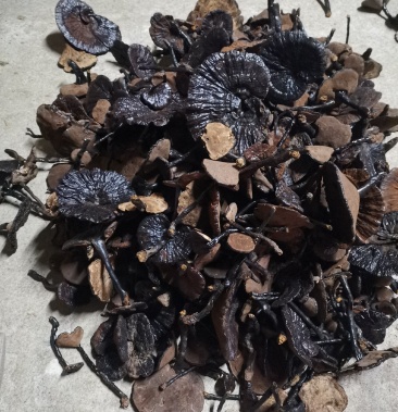 广西十万大山野生枫木灵芝全部大山农户野外采摘不野不要钱