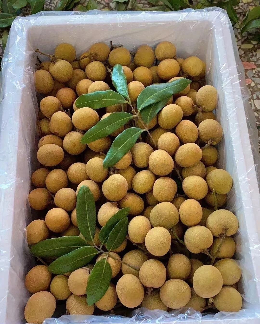 石峡储良龙眼桂圆广西龙眼现摘现发支持一件代发