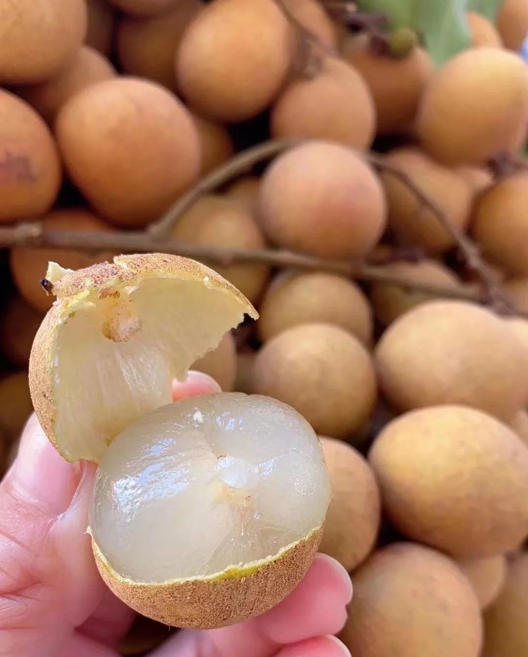 石峡储良龙眼桂圆广西龙眼现摘现发支持一件代发