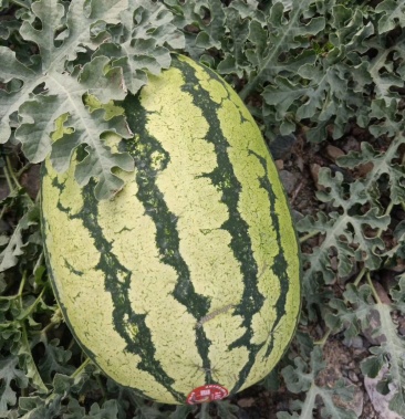 [硒砂瓜批发]硒砂瓜价格1.10元/公斤 - 一亩田