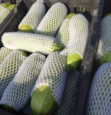 [油瓜批发]小油瓜价格0.30元/斤 - 一亩田