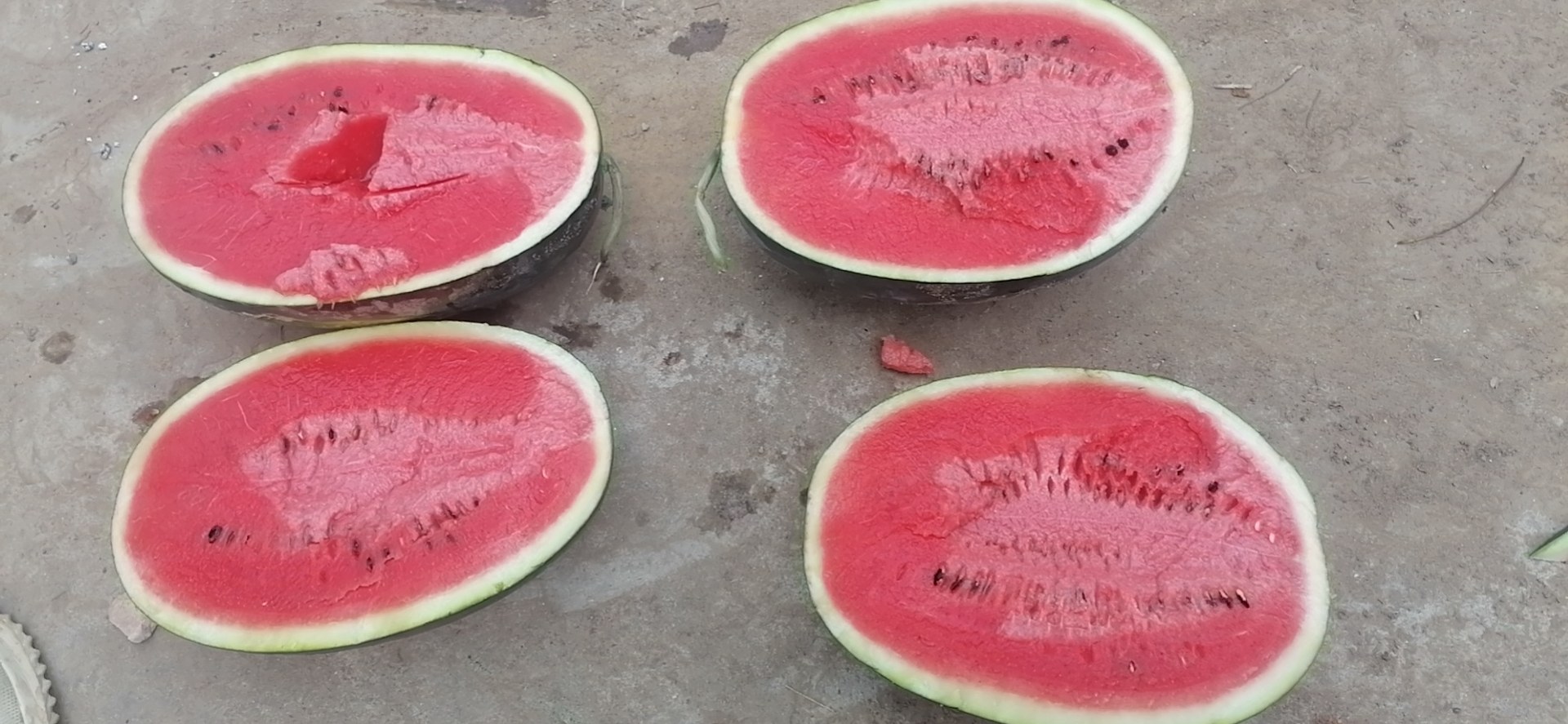 黑美人西瓜黄心现象