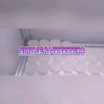 羊肚菌母种