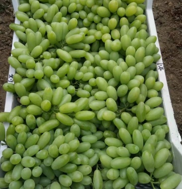 [葡萄批发]无核白鸡心价格3.50元/斤 - 一亩田