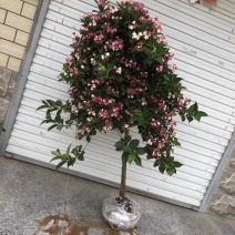红王子锦带扦插苗工程绿篱苗五彩锦带红王子锦带苗木