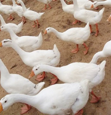 长期出售仔鹅老鹅