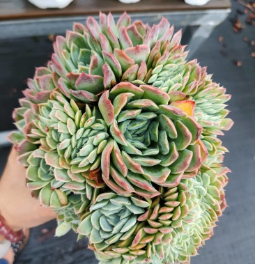 多肉植物桑切斯缀化