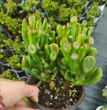 多肉植物吸财树老桩