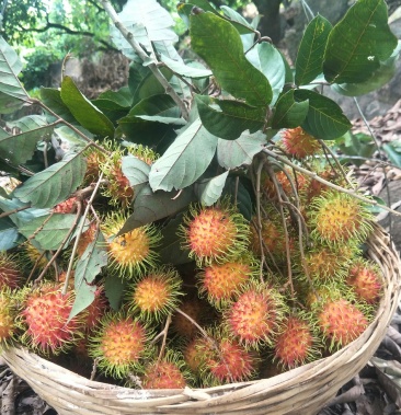 海南保亭7号红毛丹,来自原产地,可以一件代发