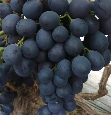 早黑宝葡萄粒大口感香甜,欢迎各地商户前来采购
