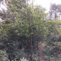 竹节果，生长在大山深处的绿色无公害果品
