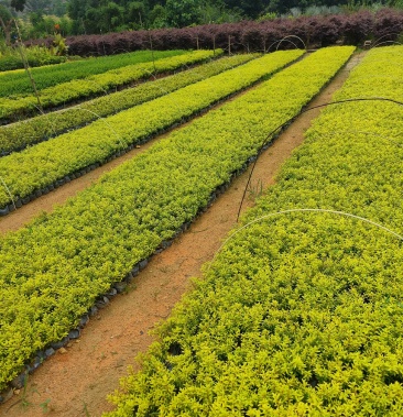 福建漳州金叶满天星杯苗新品 大量供应 上车价格 提供找车