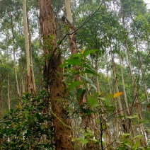 广西玉林范围内大量收购，承包桉树林