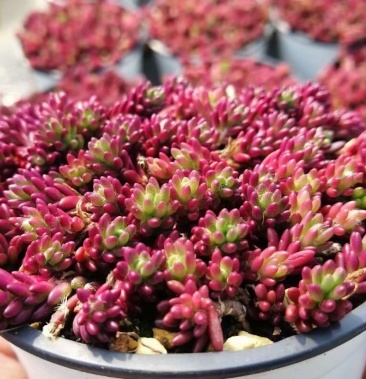 [多肉植物批发]紫米粒价格4.00元/棵 - 一亩田