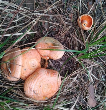 新鲜松树菇野生菌丛菌现货