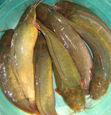 [鲶鱼批发]养殖塘角鱼价格7.00元/斤 - 一亩田