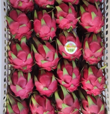 [红心火龙果批发]火龙果价格1.80元/斤 - 一亩田