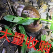 黑肉蜗牛