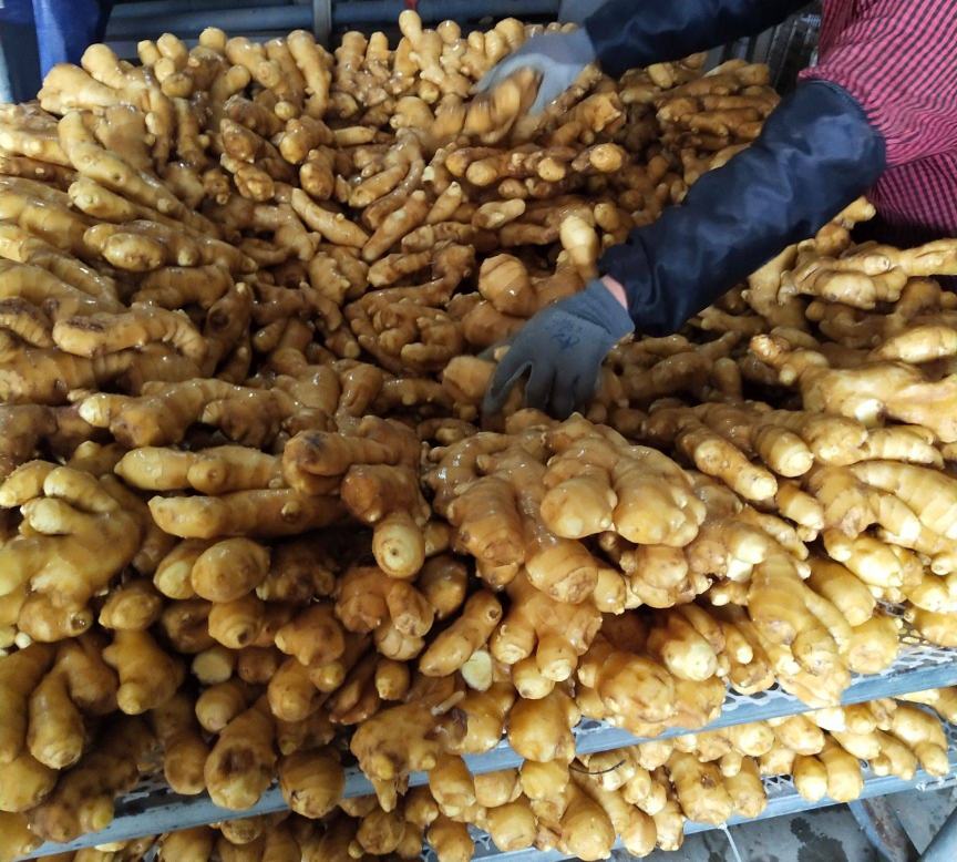 工作台上摆放多个阶段的大黄姜样品:左侧为带泥的新鲜块茎,中部为清洗晾干后的干品,右侧为粉碎后的黄色粉末;背景为实验室人员正在操作提取设备,展示从原材到皂苷提取物的加工流程 大黄姜加工过程示意图