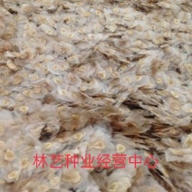 澳洲火焰木种子火焰树种籽苞萼木种子新采收纯净林木花卉种子