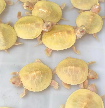 黄金白巴白化巴西变异巴西龟变异白巴白巴头苗