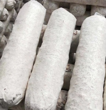 [菌棒批发]香菇菌包有少量现货价格6.00元/袋 - 一亩田