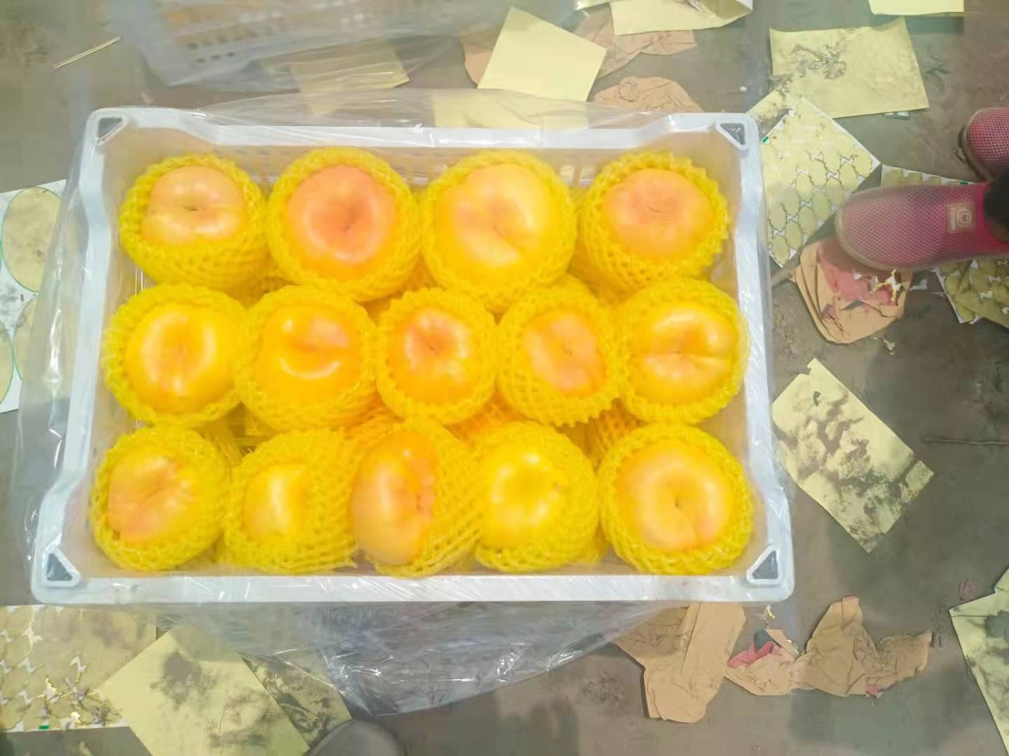 采摘工人在果园中挑选成熟的蒙阴彩虹蟠桃