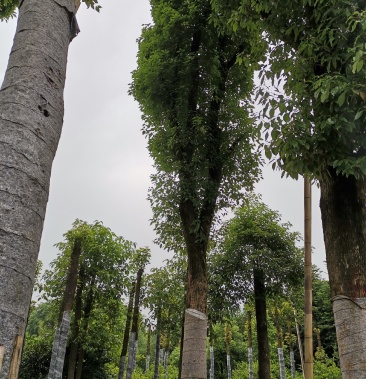 [批发]移栽骨架香樟价格900.00元/棵 - 一亩田