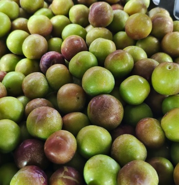 云南李子,名称:半边红,香脆李