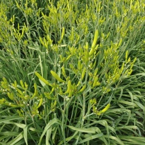 黄花菜苗，黄花菜秧子金针菜苗萱草四季易种