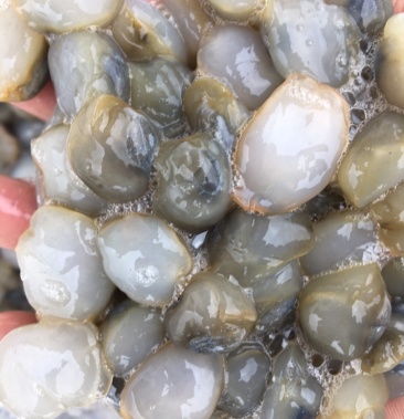 鲜活泥螺黄泥螺泡水泥螺纯干不泡水泥螺